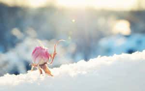 粉紅玫瑰蓓蕾在溫暖陽光下從雪中冒出。