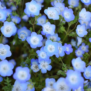 白色中心嘅藍色 nemophila 花喺綠色田野中生長。