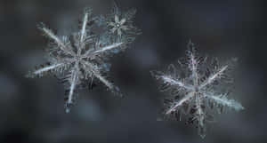 兩個細節豐富的雪花懸浮在空中，背景為深色。 — 雪花 壁紙