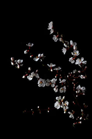 黑色背景下，深色枝條上帶有粉紅花蕾的白色櫻花。 — 唯美花朵動圖 壁紙