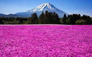 藍天下以富士山為背景的粉紅色花田