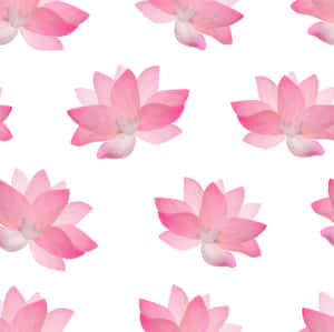 白色背景上重複的水彩圖案中的粉紅色蓮花。 — 蓮花 壁紙