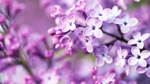 一簇紫色丁香花，柔和焦點，背景模糊。 — 紫色花朵 壁紙