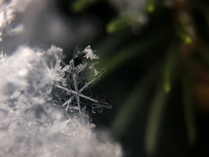 雪地上詳細的雪花，後面有模糊的綠色松針。 — 雪 壁紙