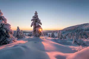 積雪的松樹沐浴在日出光中，位於寧靜的山上。