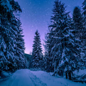 星光燦爛暮色天空下的白雪覆蓋森林小徑