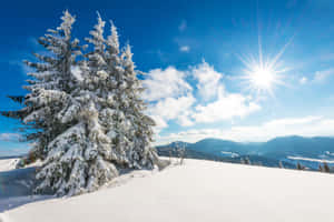 陽光普照的藍天下，山脊上的雪松
