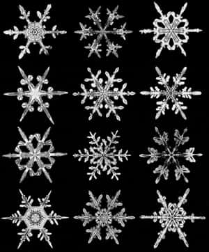 在黑色背景上以高細節捕捉到的十二個獨特雪花晶體。 — 雪花 壁紙