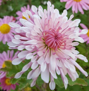 花園入面一朵花瓣尖端白色、花心黃色嘅粉紅菊花。 — Galaxy Z Flip7 FE 壁紙