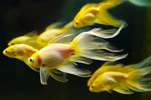 金魚在黑暗的水中游動，魚鰭流動。