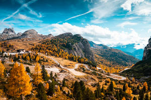 藍天下蜿蜒的山路穿過金色的秋林