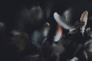 羽毛在深色背景上飄動，帶有柔和的白色、橙色和斑點圖案。 — 美學筆電 壁紙