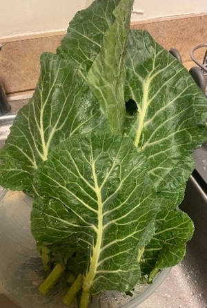 廚房水槽中帶有水珠的新鮮椰菜葉。