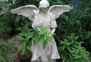 花園中綠色植物環繞的石天使雕像。