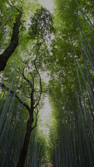 高大的竹林，一棵樹穿過綠色樹冠向上伸展。 — 森林景色 壁紙