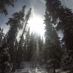 白雪覆蓋的松樹，明亮陽光穿過枝葉灑落。
