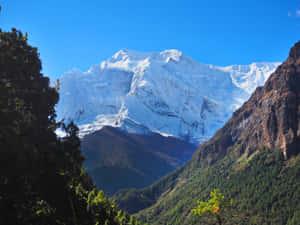 晴朗藍天下，森林覆蓋的山谷上方高聳的雪山峰頂。
