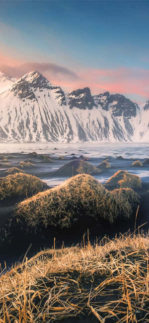 白雪山峰在冰凍海洋後方與金色草叢，日落