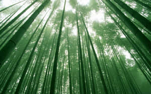 高大的竹樹聳立於霧氣瀰漫的森林樹冠中，光線柔和而過濾。 — 竹 壁紙