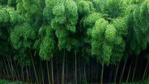 高大的竹幹上長滿茂密的綠葉，形成寧靜的森林樹冠。