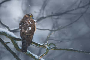 一隻鷹坐在冬日森林場景中被雪覆蓋的樹枝上。
