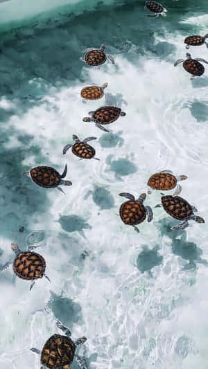 一群海龜在清澈的淺海水中游泳。
