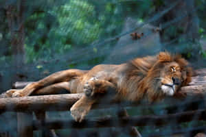 一頭雄獅在動物園圍欄內的木樑上睡覺，後面有綠色樹葉。