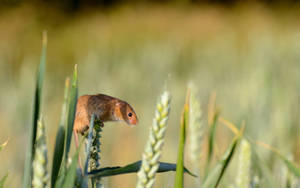 一隻小棕色老鼠站在陽光普照的田野中的麥稈上。 — 米奇 壁紙