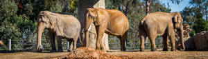 三頭大象站在動物園圍欄內，有樹木和圍欄。