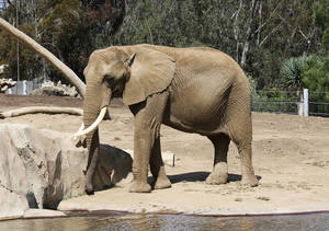在晴朗的日子裡，非洲象站在動物園圍欄內的水邊。