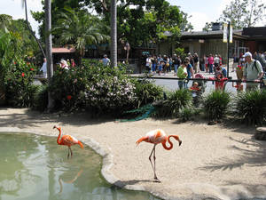 兩隻粉紅色的火烈鳥在動物園的池塘中涉水，遊客在觀看。