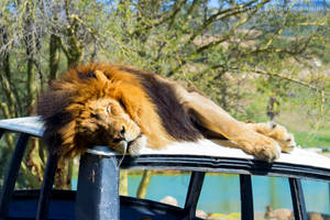 一頭大型雄獅在自然環境中的野生動物園車輛頂上睡覺。