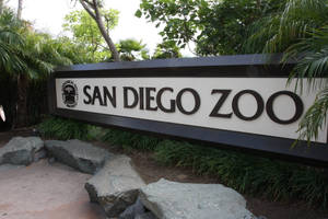 被棕櫚樹和岩石環繞的聖地牙哥動物園入口標牌。