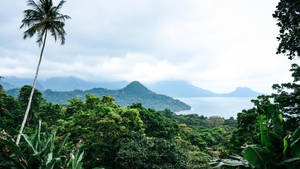 熱帶叢林與棕櫚樹俯瞰霧氣山脈和海洋。