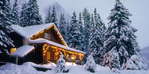 舒適的小屋，帶有串燈，坐落在山附近白雪皚皚的松樹林中。