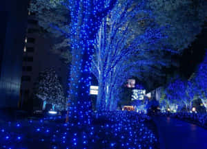 藍色燈串裝飾著夜晚城市公園中的樹木。