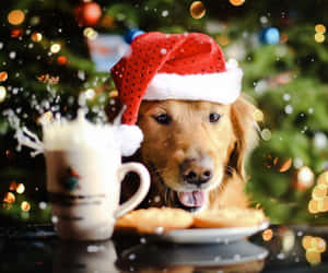戴聖誕老人帽的金毛尋回犬，牛奶和餅乾在聖誕樹旁