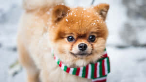毛茸茸的博美犬在雪中戴著紅綠白條紋圍巾。 — 小狗 壁紙