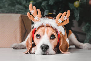戴著馴鹿角的比格犬在聖誕樹下與禮物一起。
