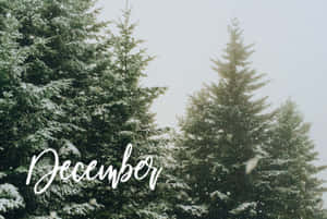 白雪覆蓋的常青樹，飄落的雪花，以及白色字體的「December」。