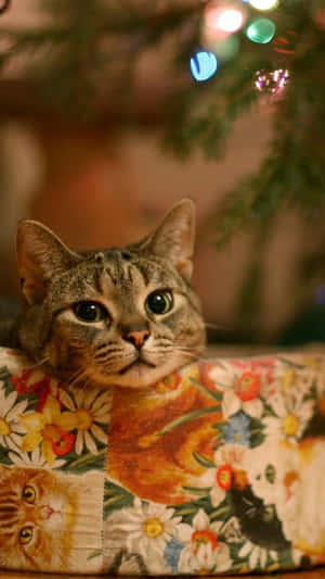 虎斑貓從花紋咕𠱸喺閃爍聖誕樹燈光下偷望。