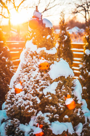 雪覆蓋的常青樹，在金色夕陽下帶有發光的橙色飾物。