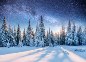 繁星夜空下的雪松林，銀河可見