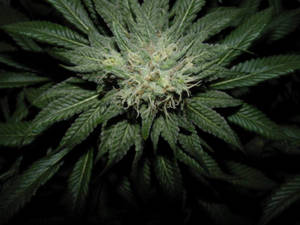 黑暗中帶有綠色葉子的大麻花蕾特寫。