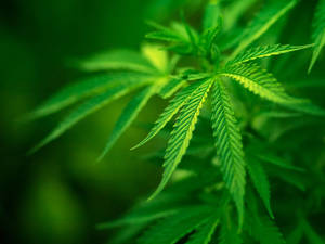 大麻植物葉子的特寫，呈現自然綠色調，背景柔和模糊。
