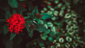 玻璃翼蝴蝶在綠色花園中的紅花上休息。 — 粉紅色蝴蝶 壁紙