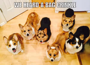 六隻哥基犬抬頭看著相機，文字說我們聽到膠袋沙沙聲