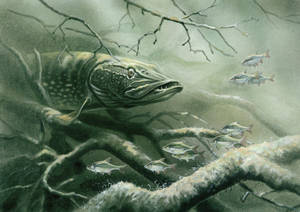 一條狗魚隱藏在水下樹枝中，小魚逃竄。