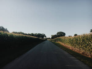一條筆直的鄉村道路，兩旁是高高的玉米田，在晴朗的天空下，夕陽西下。