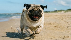 一隻八哥犬在陽光明媚的日子裡在沙灘上跑過水。